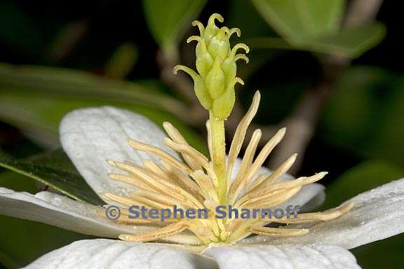 magnolia laevifolia graphic